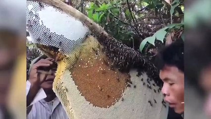 Petekten kaçan arıların kurduğu gizli koloni