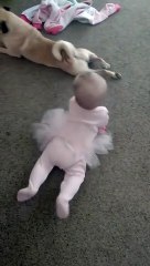 Pug Teaches Kiddo How to Crawl