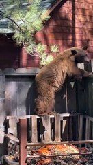 Bear Pretends to be a Cat