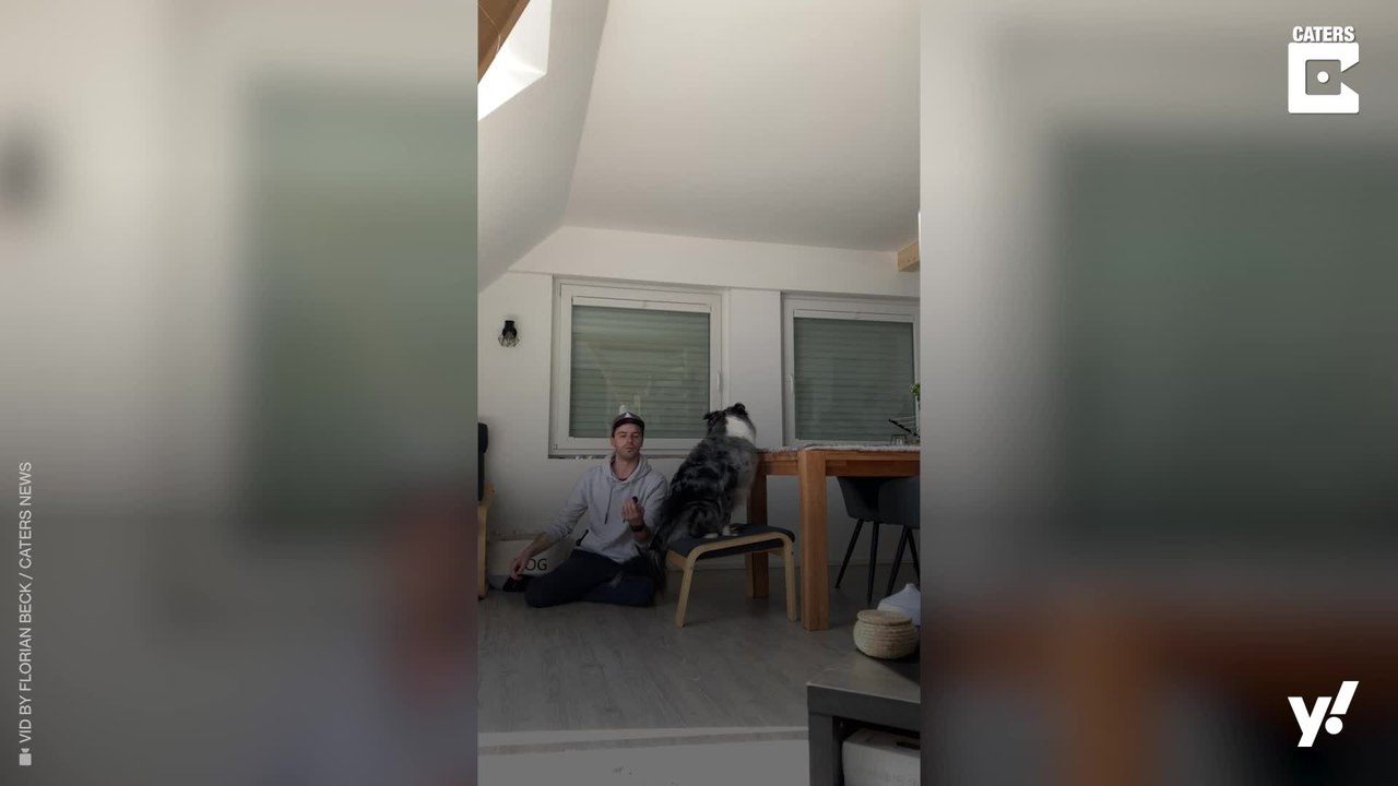 Der absolute Vertrauensbeweis zwischen Hund und Mensch