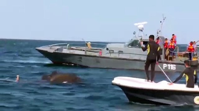 Denizde akıntıya kapılan filler böyle kurtarıldı