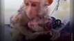 Viral Video Of Mother Monkey Saving Its Child From Drowning