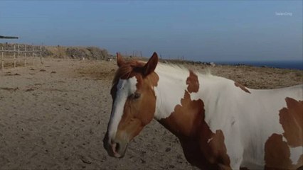 North Carolina Woman is Blending a Love of Horses and Books to Get Kids Reading