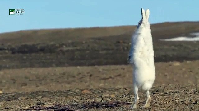 Hiç böyle koşan bir tavşan gördünüz mü?