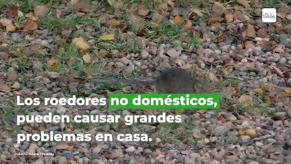 8 remedios NO dañinos para ahuyentar a las ratas de casa | Cocina Delirante