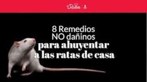 8 remedios NO dañinos para ahuyentar a las ratas de casa | Cocina Delirante