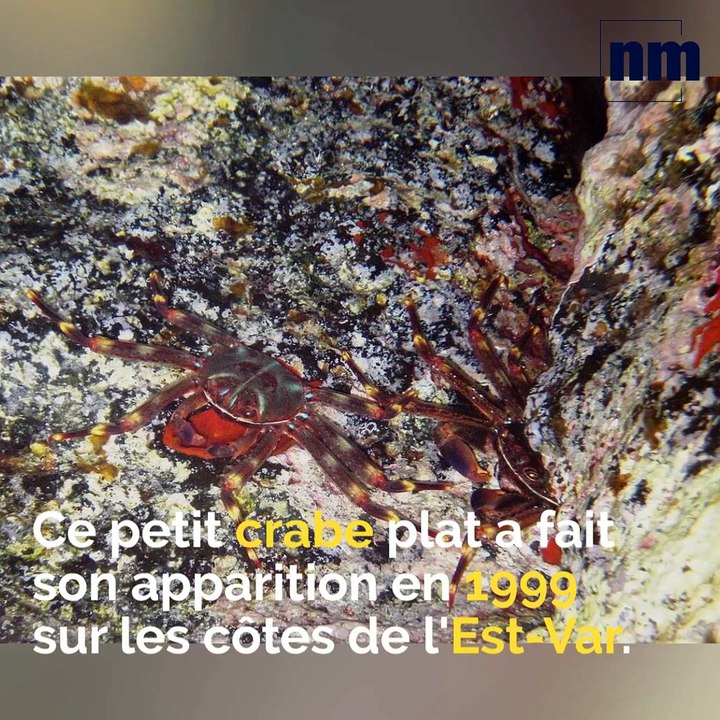 Dans les eaux de l'Est-Var, les poissons locaux pourraient disparaître selon l'observatoire marin du Golfe de Saint-Tropez