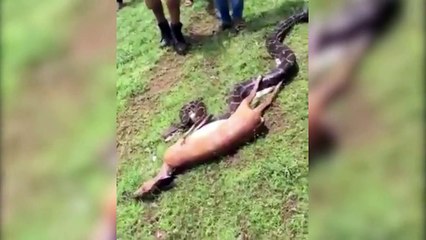 Dev piton koca ceylanı 16 saniyede yedi