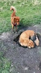 Golden Retrievers Find the Perfect Mud Puddle