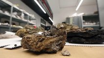 العثور على متحجرات حيوانات تعود إلى 15 مليون عام في كرواتيا