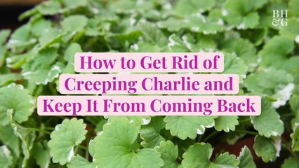 How to Get Rid of Creeping Charlie and Keep It From Coming Back