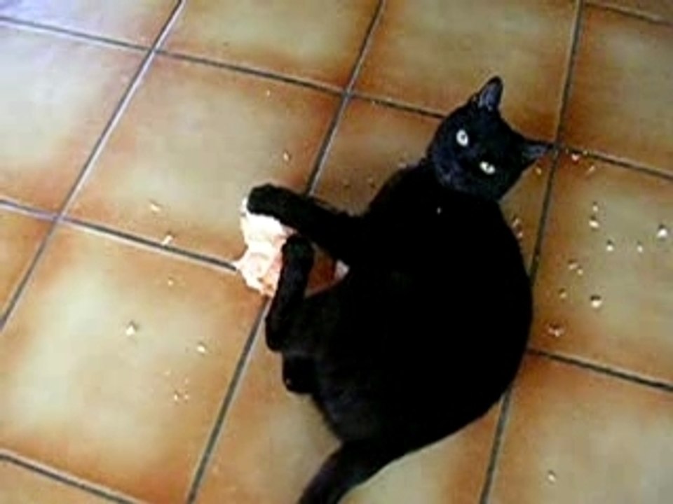 Les chats n'aiment pas le PQ Vidéo Dailymotion