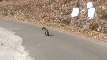 Rare Nilgiri marten spotted roaming around mountainous region. Viral video(360P) || #nilgirimarten #rarevideosnilgirimarten #viralvideos #mountainregion