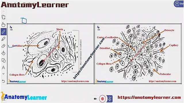 Anatomy Learner videos - Dailymotion