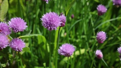 Make This Gorgeous Chive Blossom Vinegar Right Now to Enjoy All Year