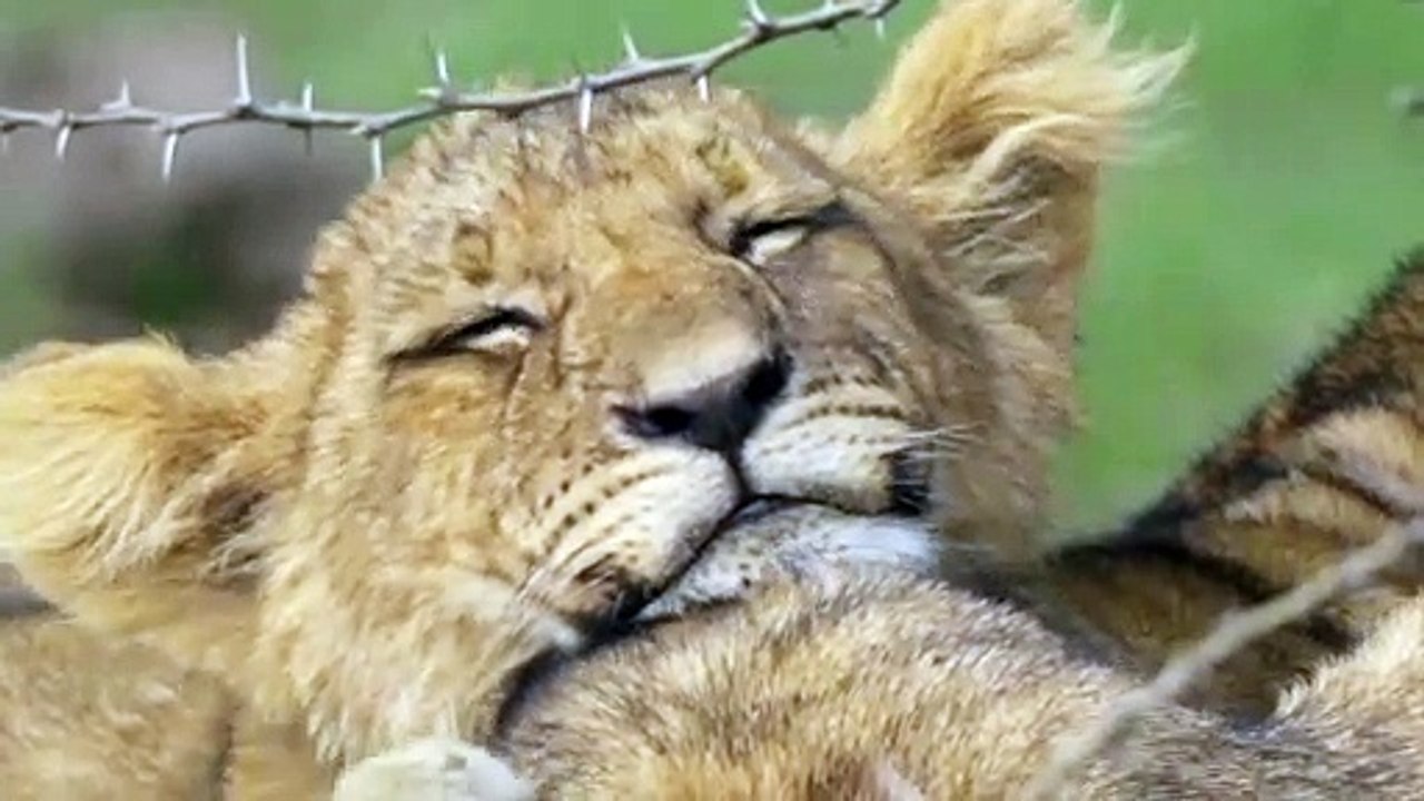 Baby Cub Falling Asleep