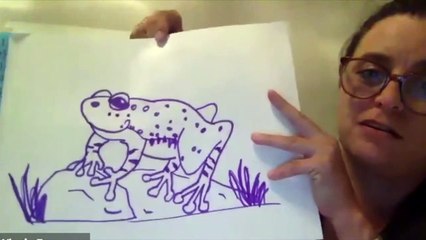 Sierra Nevada Yellow Legged Frog Cartoon Drawing