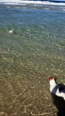 Happy Little Dog Dives for Toy at the Beach