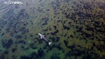 فيديو | للمرة الأولى.. رصد حوت رمادي قبالة الشواطئ الفرنسية