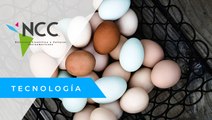 Los beneficios del huevo de gallina y algunas curiosidades