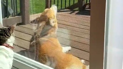 Corgi enjoys singing along to the tornado siren