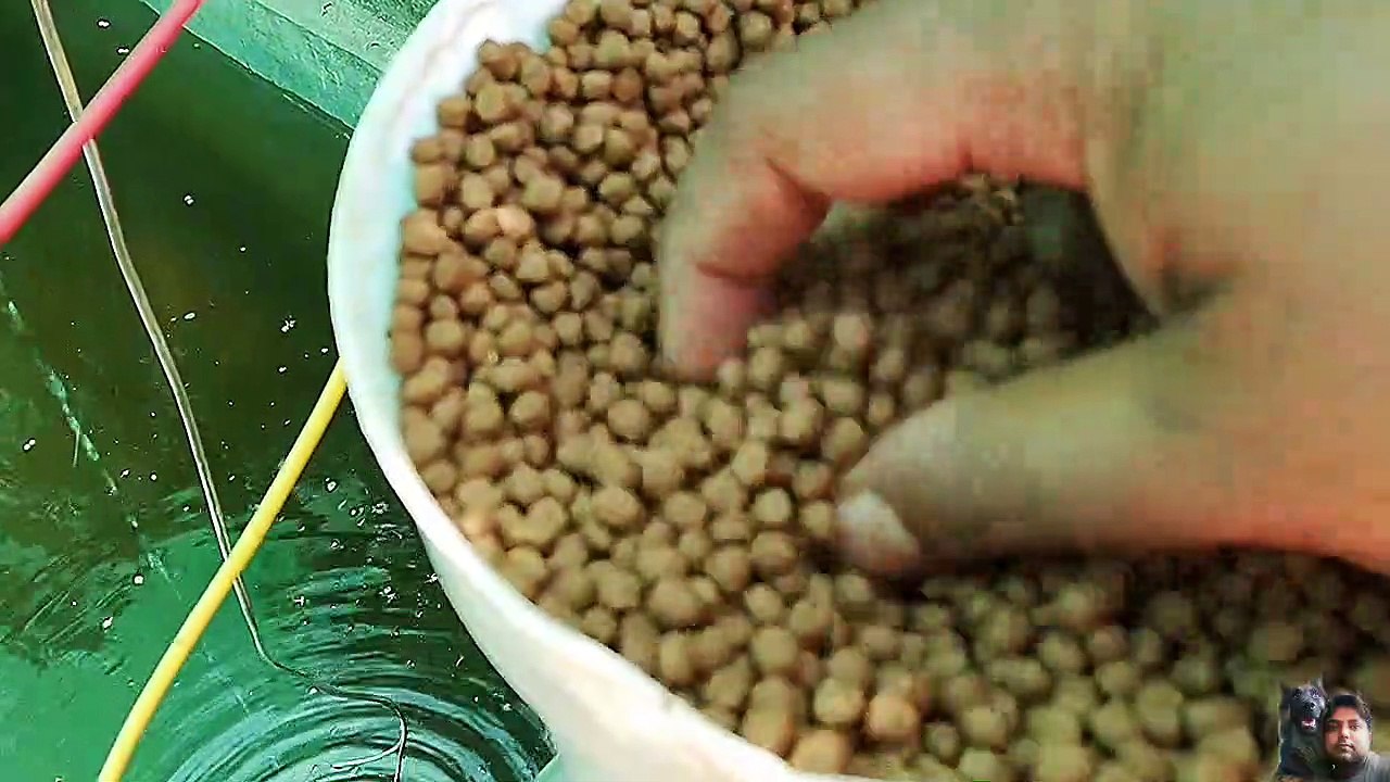 Biofloc fish farm in India || cement tank fish farm || ras culture fish farm || how to start cement tank in fish farming