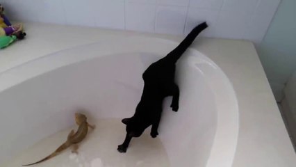 Moments When Big Cats Face the Crocodile Video