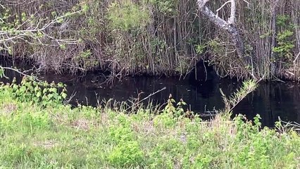 Big Black Bear Bathes in Swamp Before Bailing
