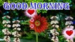 Good morning wishes for all | Good morning | lovely nature | good morning wishes | morning song | morning video | morning status | #goodmorning