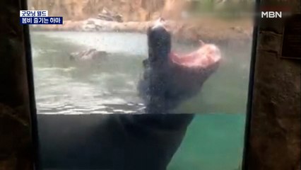 [굿모닝월드] 봄비 즐기는 하마