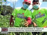 Brigadas de Chamba Juvenil producen al menos 150 mil kilogramos de tomate en Lara