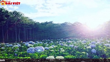 Mơ thấy hoa cau có tỉ lệ trúng cao nhất