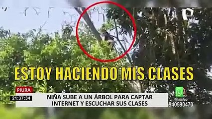 Piura: niña se trepa a árbol para alcanzar internet y escuchar clases