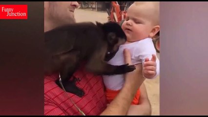 Best Cute Funny Cats| Funny Cats Memes| Funny junction |Funny Animals