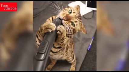 No.19 Funniest Animals| Funny Dog Videos| Funny Cats Memes  #19 | Funny junction