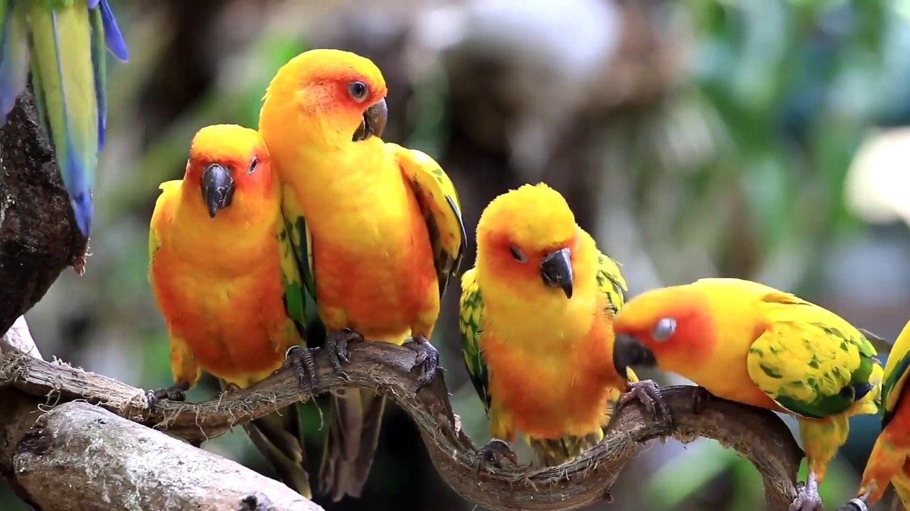 LOVELY PARROTS
