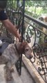 Başı demir korkuluklara sıkışan köpeği itfaiye kurtardı