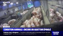 Maltraitance animale: L214 diffuse de nouvelles images choc d'un abattoir du Finistère