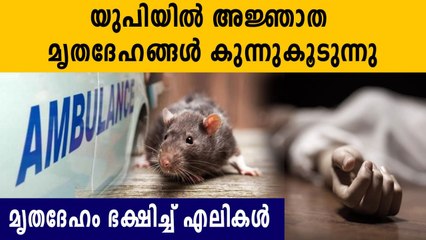 The body of a woman kept in a mortuary in UP was found to have been bitten by ants and rats