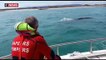 Une baleine grise observée pour la première fois le long des côtes de la Méditerranée française, bien loin de son habitat naturel, le Pacifique nord