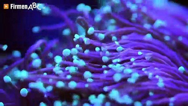 Heimo’s Riff in Friesach – Ihre Adresse für Aquarien, Meeresfische & Korallen