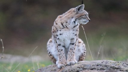 Vaşak, doğa fotoğrafçısına böyle poz verdi