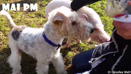 Funny Stalking Cat Video Compilation Part 2