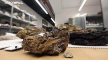 شرطة كرواتيا تعثر على مستحاثات عمرها 15 مليون سنة في صندوق سيارة