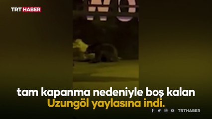 Aç kalan ayılar Uzungöl'e indi