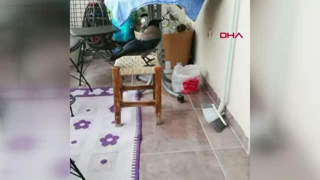 KARGANIN EVİN BALKONUNDAKİ YUMURTALARI ALIP GİTME ANLARI