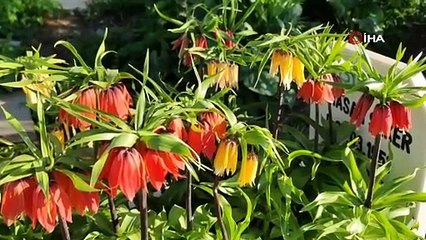 Ters lalelerin görsel şöleni bitti