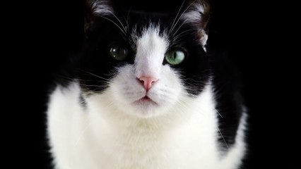 Cat Eys Looking For