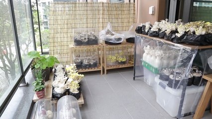 [녹색] 코로나도 잡고 먹거리도 얻고..."실내 이색작물 재배 도전해 보세요" / YTN