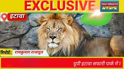 उत्तर प्रदेश इटावा सफारी पार्क में 18 शेरों के सेंपल अलर्ट, बरेली भेजे जाएंगे